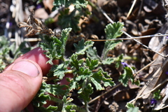 Glandularia tumidula