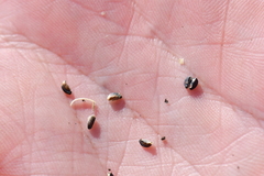 Glandularia tumidula