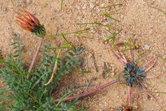 Gazania leiopoda