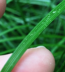 Deschampsia cespitosa