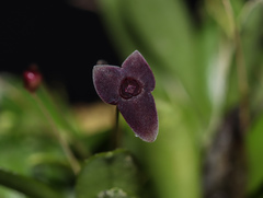 Stelis uniflora