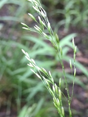 Deschampsia cespitosa