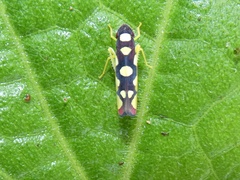Baleja flavoguttata