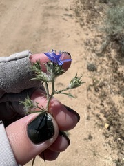 Eriastrum sapphirinum sapphirinum