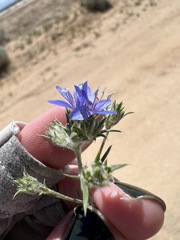 Eriastrum sapphirinum sapphirinum