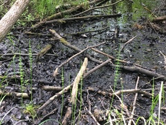 Equisetum fluviatile