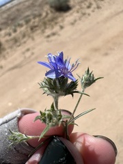 Eriastrum sapphirinum sapphirinum