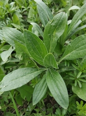 Silene latifolia alba