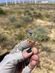 Eriastrum sapphirinum sapphirinum