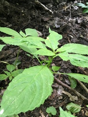 Impatiens parviflora