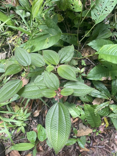 Miconia petiolaris, photograph 6