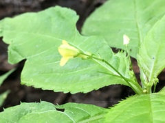 Impatiens parviflora