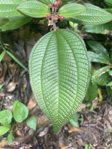 Miconia petiolaris, photograph 5