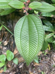Miconia petiolaris, photograph Chase Mathey, CC BY, iNaturalist via GBIF