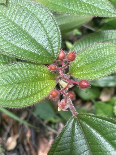 Miconia petiolaris, photograph 4