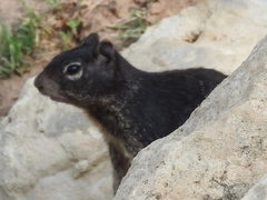 Otospermophilus variegatus