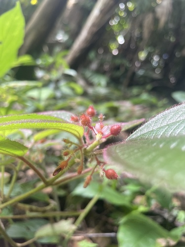 Miconia petiolaris, photograph 3