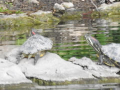 Trachemys scripta elegans