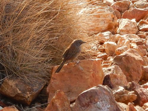 Short-tailed Grasswren (Amytornis merrotsyi), photo 6