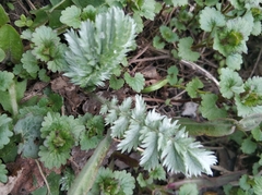 Argentina anserina