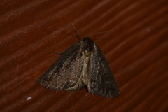 Pseudaleucis cruciferaria