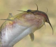 Ameiurus brunneus