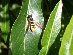 Symmorphus projectus