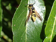 Symmorphus projectus