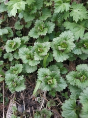 Glechoma hederacea