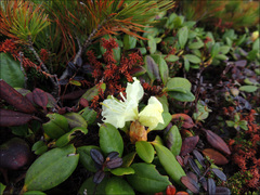 Rhododendron aureum