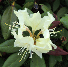 Rhododendron aureum