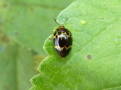 Iphiclus delineatus