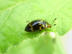 Iphiclus delineatus