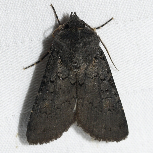 Fleece-winged Dart and Allies photo 2