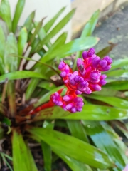 Aechmea weilbachii