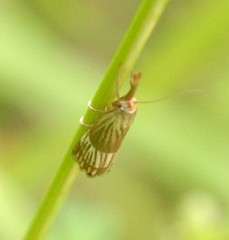 Chrysocrambus linetella