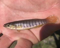 Fundulus lineolatus