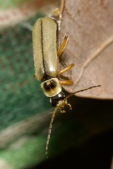 Metacantharis clypeata