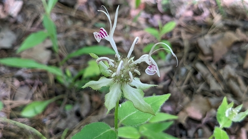 Image of Monarda russeliana by (c) Joseph Aubert, some rights reserved (CC BY)