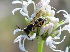 Stenodynerus anormis