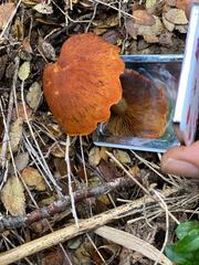 Gymnopilus chilensis