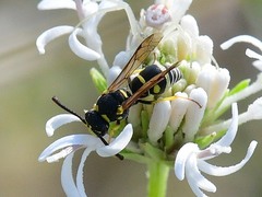 Stenodynerus anormis