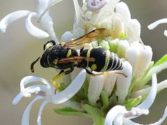 Stenodynerus anormis