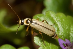 Metacantharis clypeata