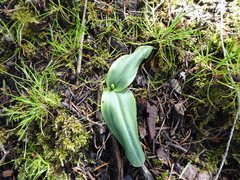 Platanthera elongata
