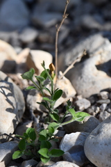 Carlowrightia torreyana