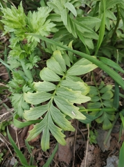 Tracheophyta