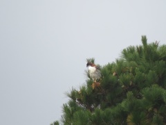 Geranoaetus polyosoma polyosoma