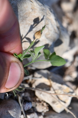 Carlowrightia torreyana
