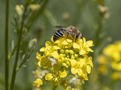 Colletes dimidiatus